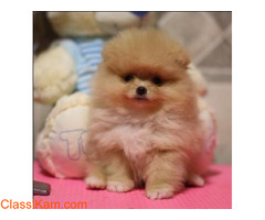 Cute Pomeranian puppies for free adoption in Ahmedabad