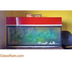 Aquarium for keeping fish