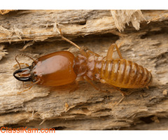 Termite control Services Chennai