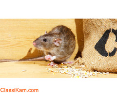 Rat control services in Chennai