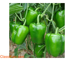 Buy Farm Fresh 500 Gram Green capsicum tomato online