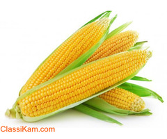 Buy Farm Fresh American sweet corn 1 Piece online