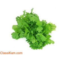 Farm Fresh Organic Coriander leaves 1 Bunch buy online