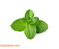 Shop online Farm fresh Mint leaves/Pudina Leaves 1 Bunch