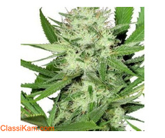 Buy Feminized Seeds in Australia