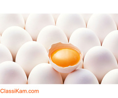 Namakkal Egg Dealer | Namakkal Egg Suppliers | Poultry Farm