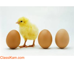 Egg Poultry Farm in Tamilnadu | Egg Manufacturers Namakkal