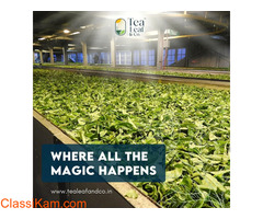 Buy Green Tea for Weight Loss in India