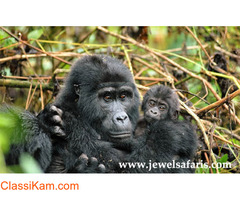 Bwindi Gorilla Trekking Safari