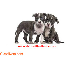 American Pitbull Terrier puppies for Sale in USA