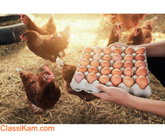 Egg Wholesale Price in Namakkal | Egg Wholesalers Namakkal