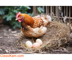 Namakkal Egg Suppliers | Namakkal Egg Dealer - Selvalakshmi