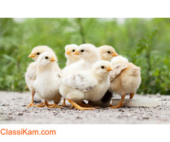 Namakkal Egg Suppliers | Namakkal Egg Dealer - Selvalakshmi