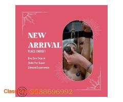 Buy Sex Toys in Vadodara – Adultsextoysindia